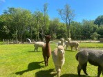 Meet our Alpacas