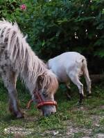 animaux du gite
