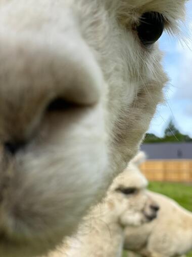 Our alpaca