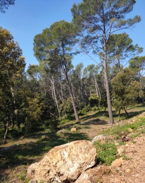 FORÊT DERRIERE LA MAISON
