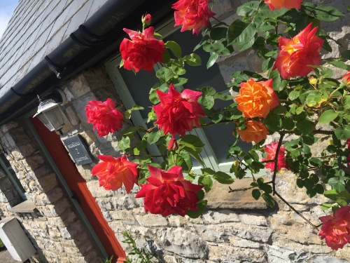 Roses blooming at Moorshead Cottages