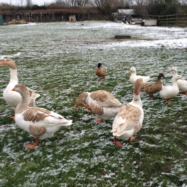 Geese on a winters day
