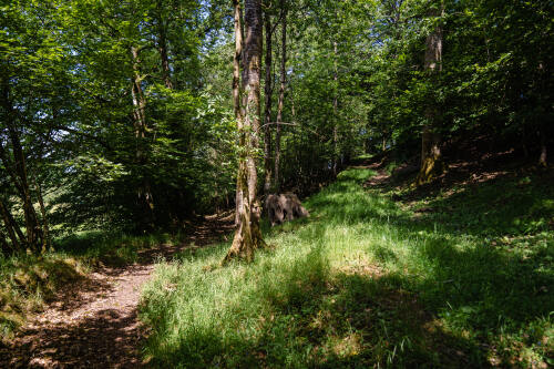 Take a walk in our woods