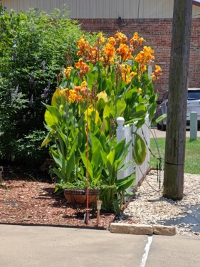 Towering Cannis