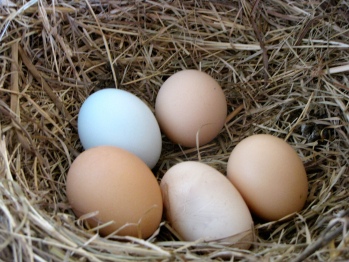 Fresh eggs from the ranch chickens