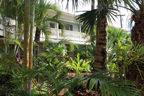 Palms fronting Kauai Palms Hotel, Lihue