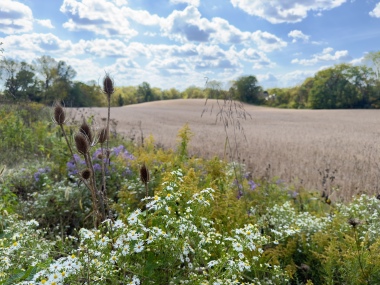 Fall View Outside the Entrance Door