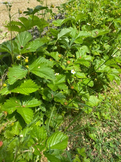 fraises des bois en bordure du boulodrome
