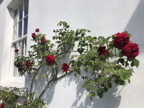 A gardener's delight, explore more around our estate.