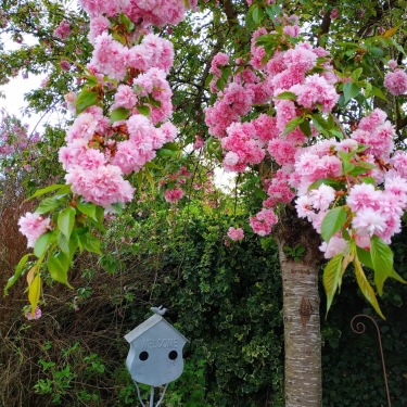 Cerisier japonais cour fleurie