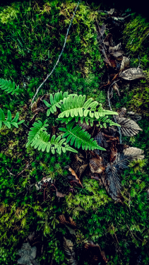 Détail dans la forêt du Domaine