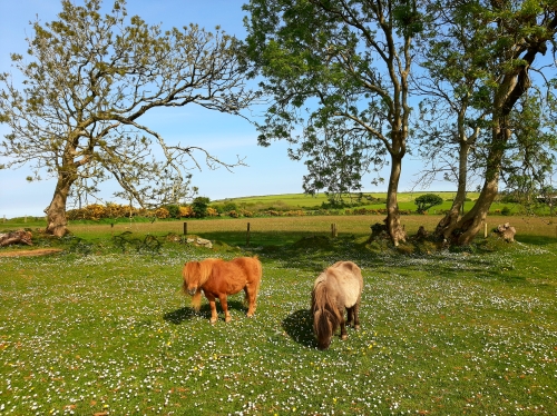 trenewydd farm holiday cottages