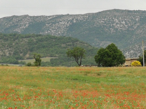 Baronnies Provençales, les coquelicots