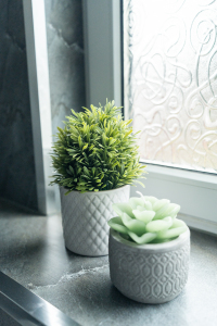 Plants
