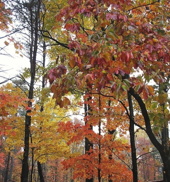 Fall colors are glorious in the forested Hocking Hills