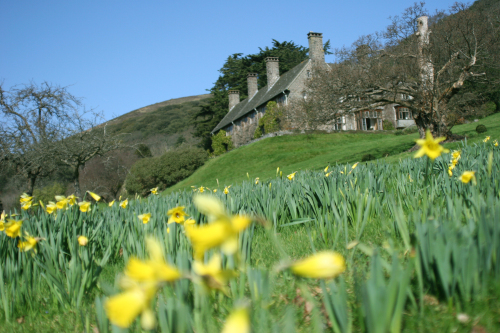 Daffodils in the garden with the house behind