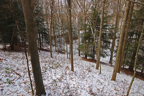 Looking down from Back Deck into woods