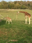 Port Lymphe Safari Park - just a 12 minute drive from Ahoy There!