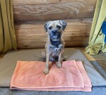 Dogs are welcome with bed, towel, bowl and treats