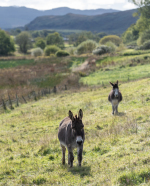 Our friendly donkeys, Sam and Rodney