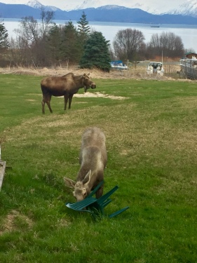 Visitors in early spring