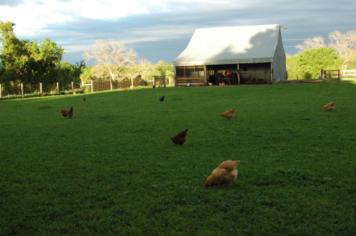 Chickens free-range in the pasture