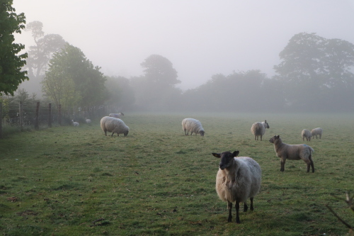 Sheep in the morning