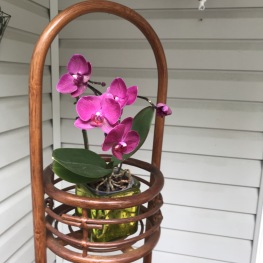 Innisfree Bed & Breakfast - Orchids