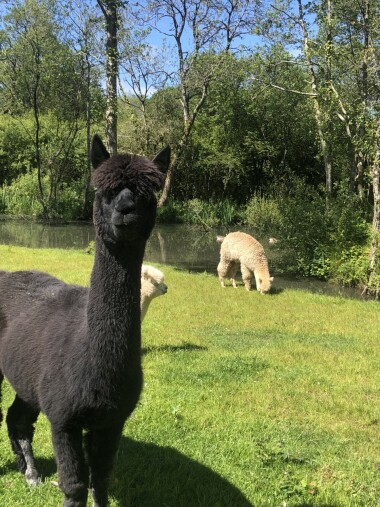 Book onto our animal tours