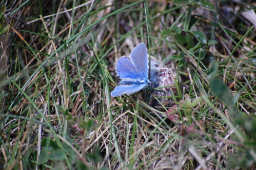 Portland Blue Butterfly