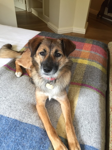 Dogs welcome by prior arrangement. One per room only.
