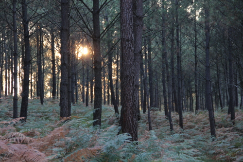 Forêt des Landes à 200m de la maison