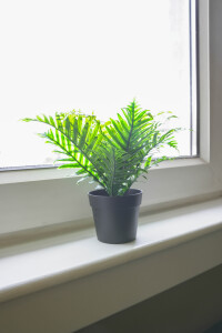 Plants