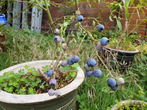 Blueberries for breakfast and for our home-made jam. 