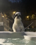 Pet Friendly