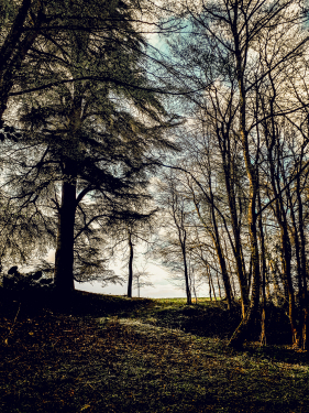 Chemin vers le Cèdre du Domaine