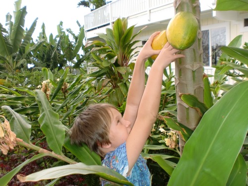 Picking Papayas for Breakfast in Our Garden