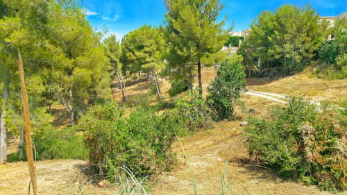 La Pinède attenante à la propriété