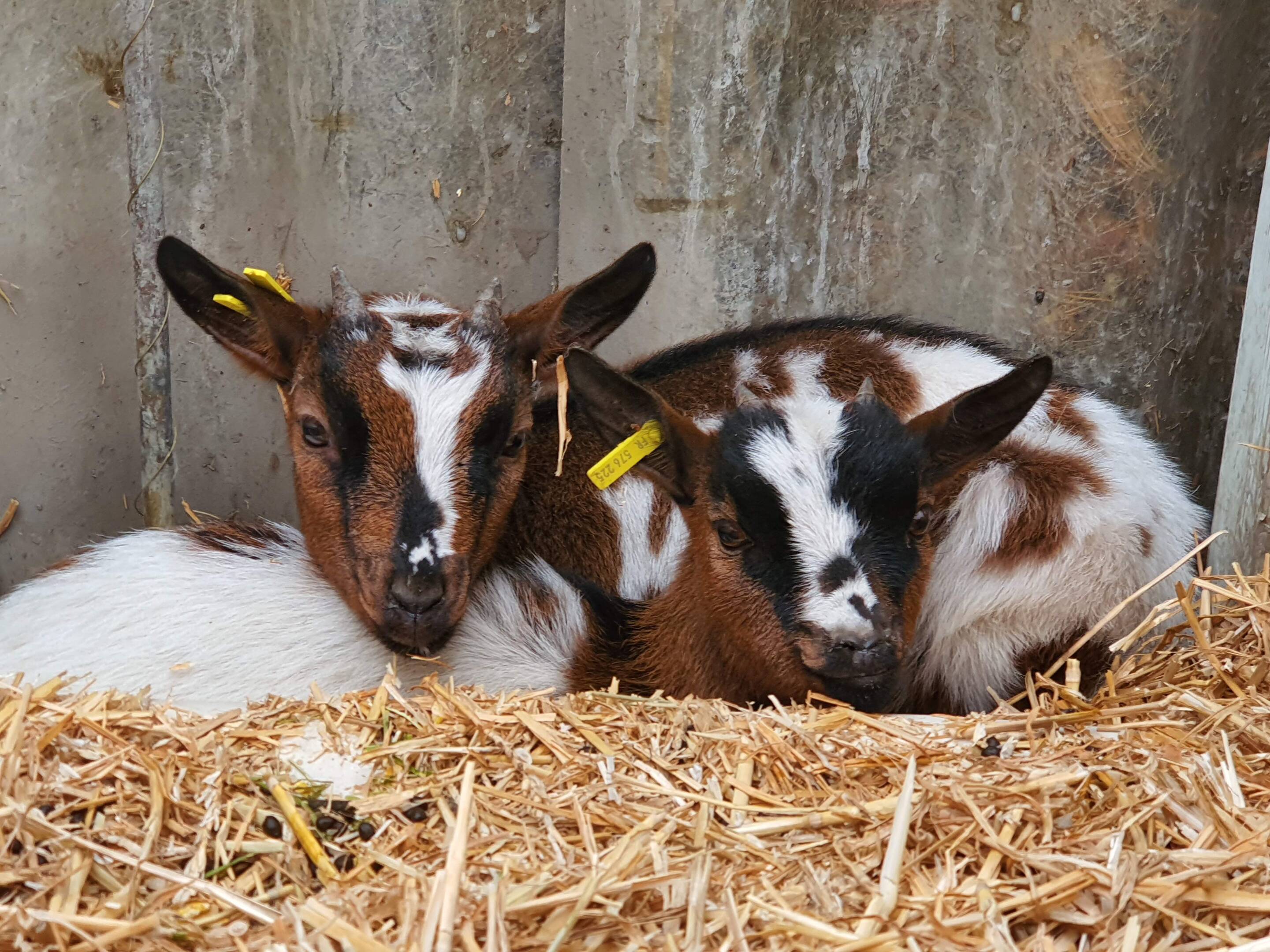 Nos chèvres miniatures :Zia, zelda et Zoé vivant libres sur notre terrain , vous pourrez leur donner à manger