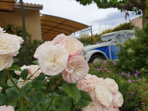 Rosiers des gîtes du Combeau