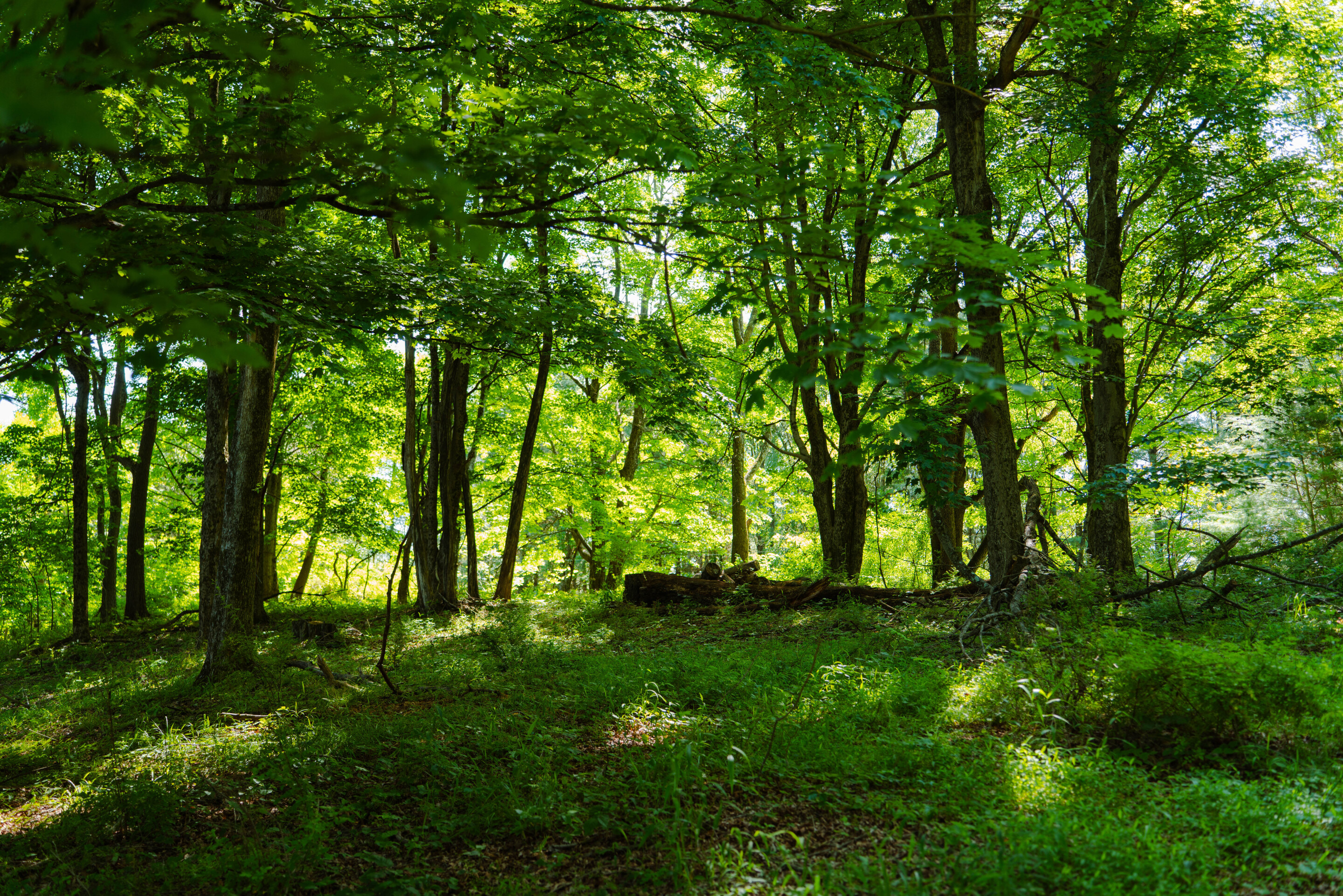 Whispering Acres | Photo 47
