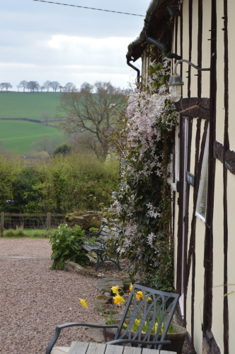 View of clematis at the front of Haywain, Sparrow and Willow cottages