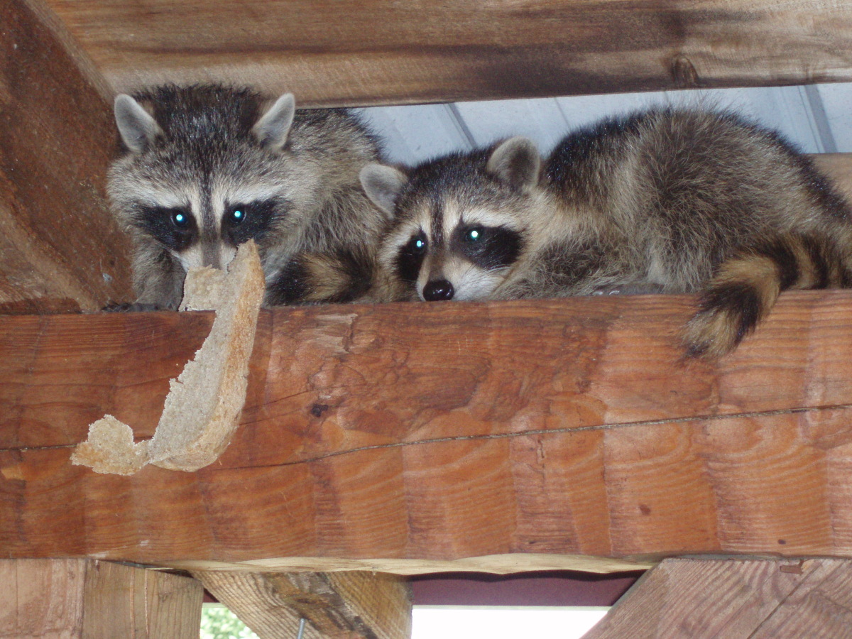 Bittersweet Farm Cabins Christmas Cabin by Bittersweet Farm Cabins