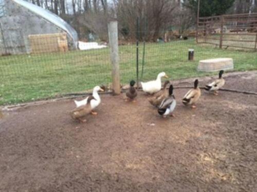 Duck area