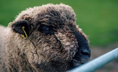 Book onto our animal tours