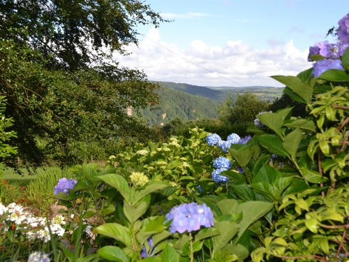 Banks of hydrangeas greet you as you arrive down the carriage drive in late Summer