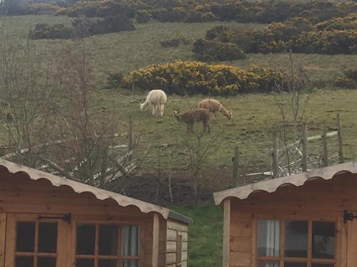 Glamping and Alpacas