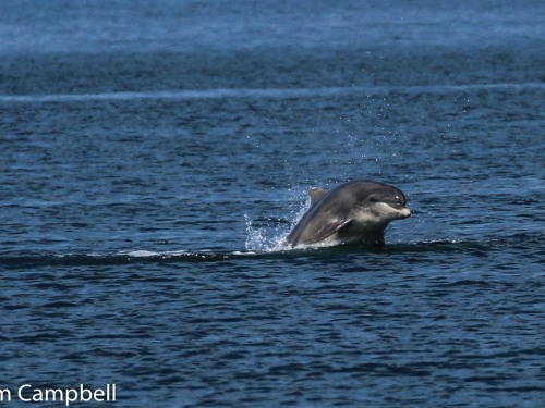 dolphins in Buckie harbour area taken by Graham , a guest , 26/5/2017