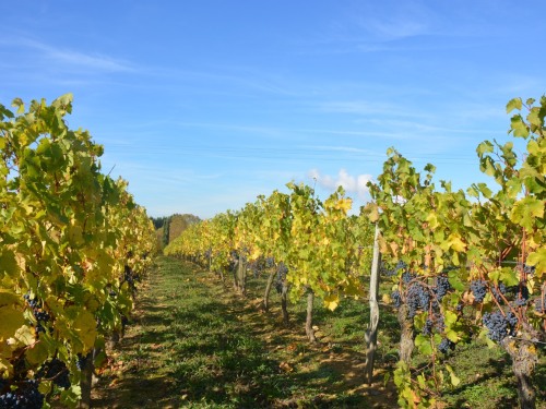 La Pénesais entourée par les vignes du chinonais