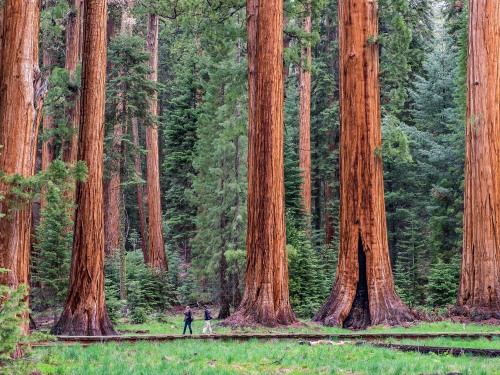 Giant Sequoias in the park!